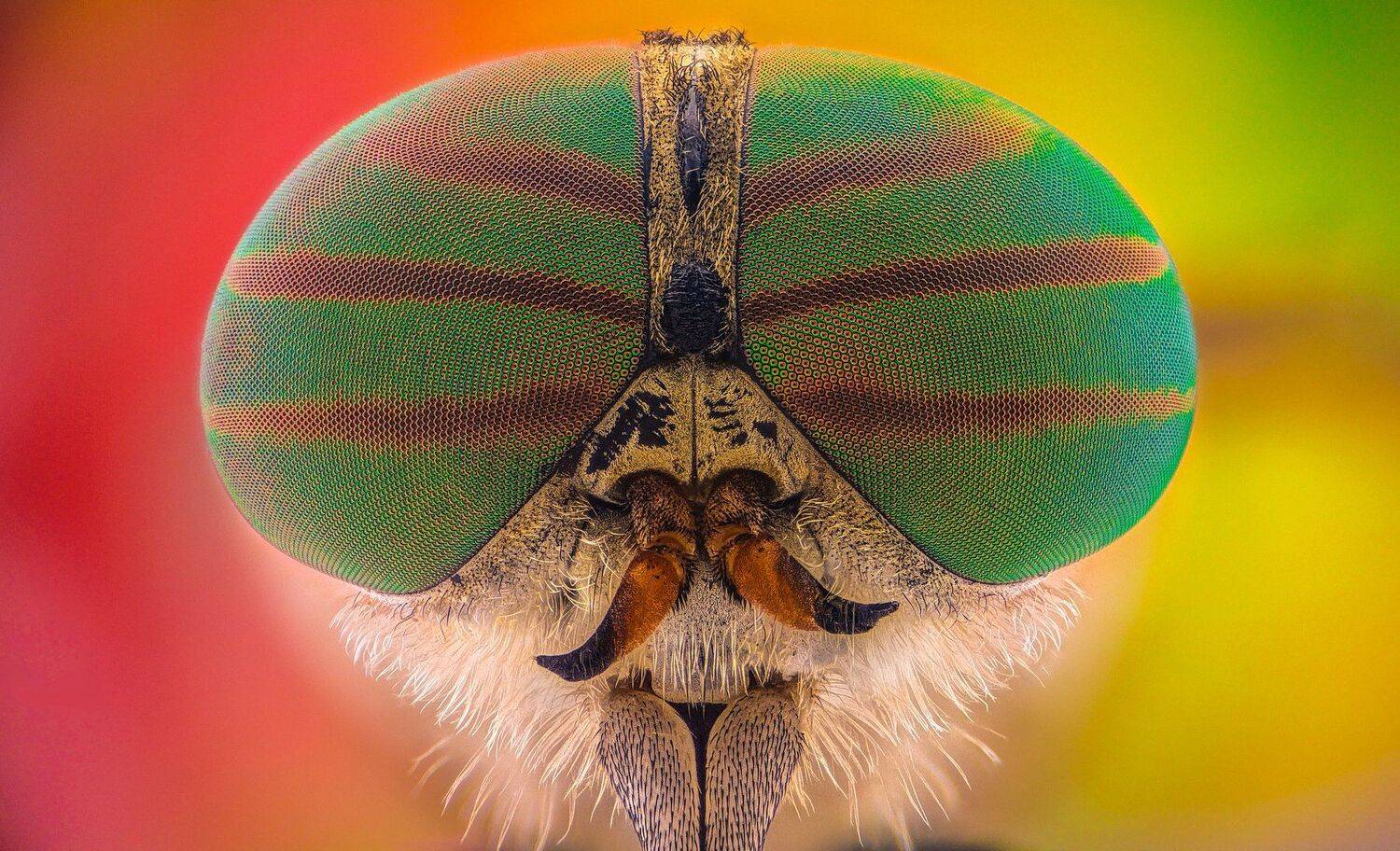 ceclii, macro, extrememacro, Tsvetan Ganev