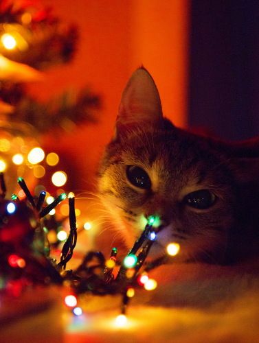 В ожидании Нового года!