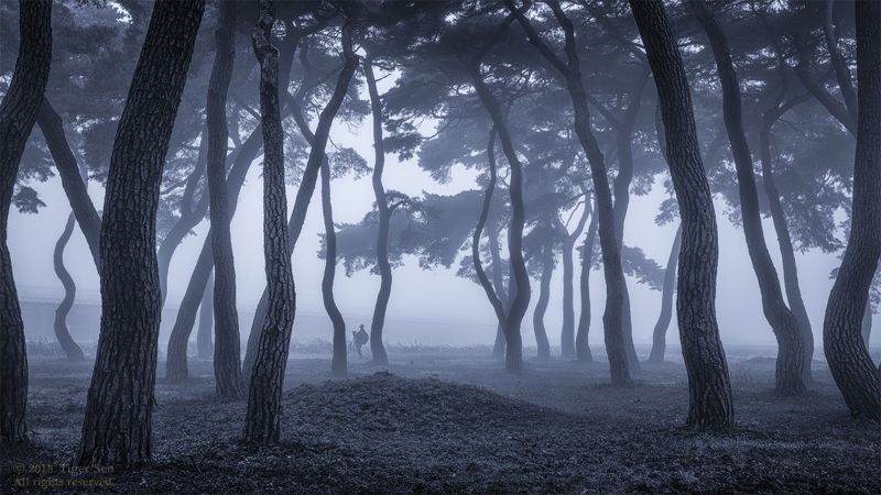 photographer pinetree tree wave fog misty morning landscape Korea before the dawn фото превью