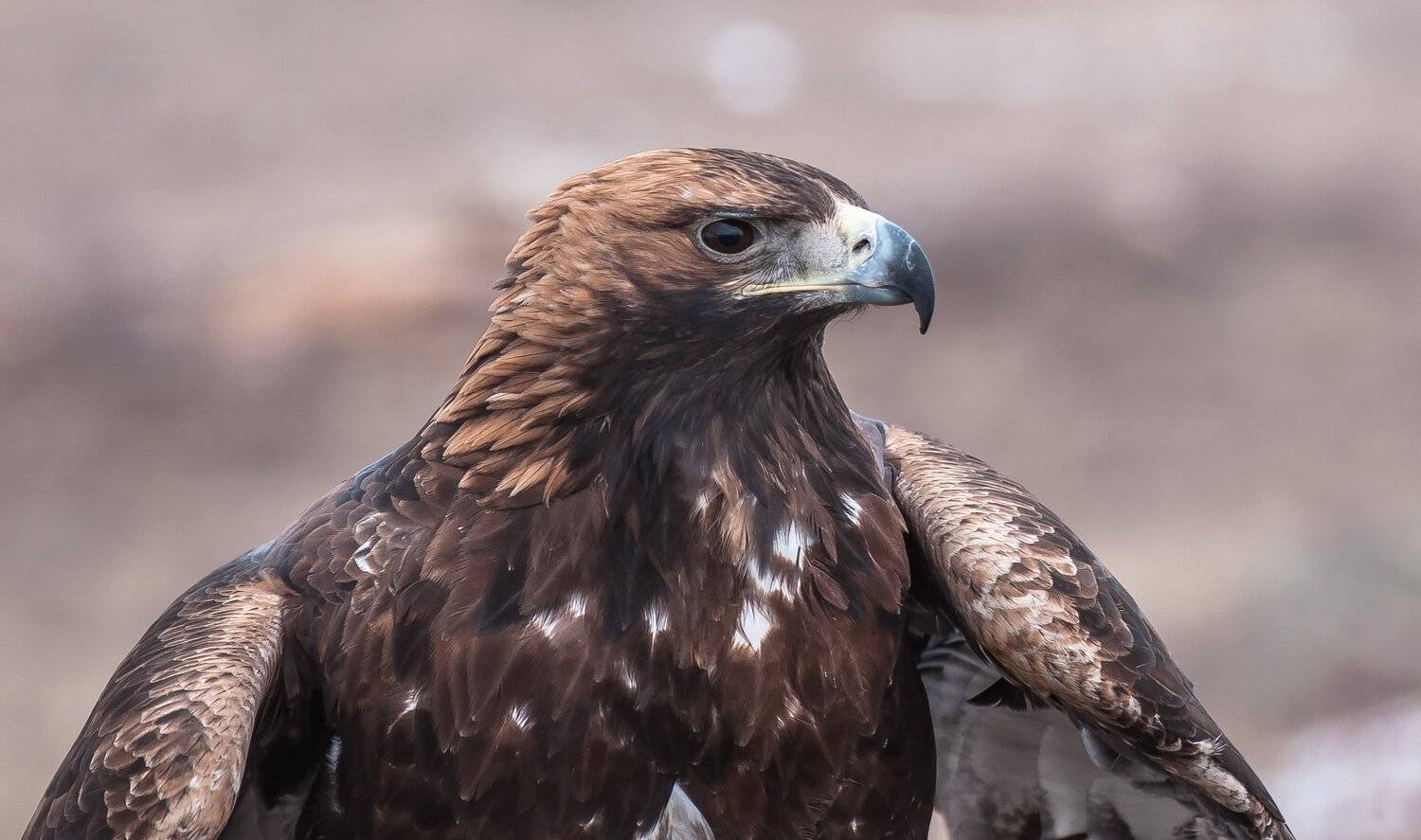 птицы, Евгений Дроботенко