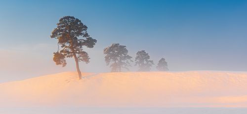 Pine trees