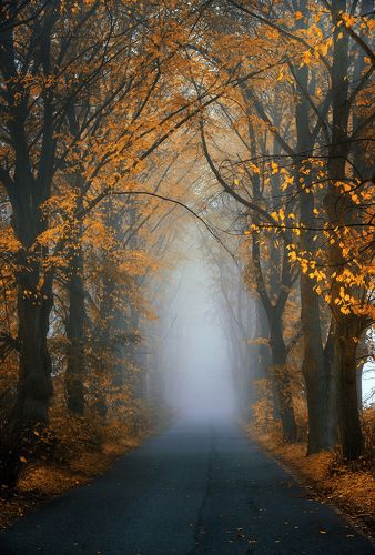 Foggy road