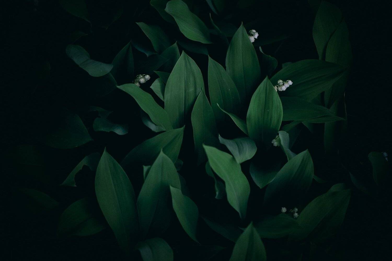 , Кузнецов Дмитрий