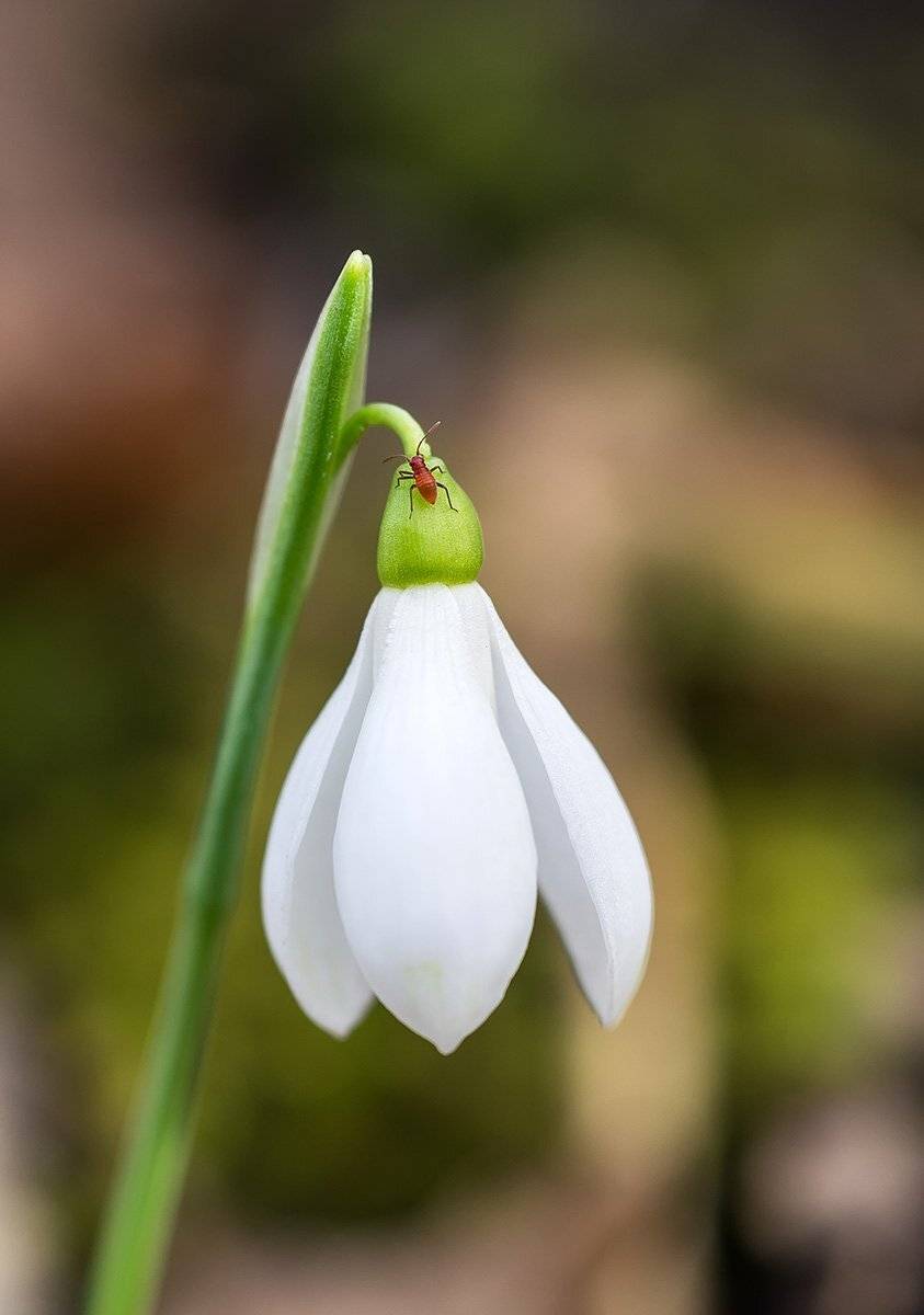 , Александр Земляной