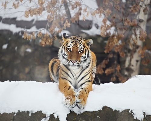 Тигр