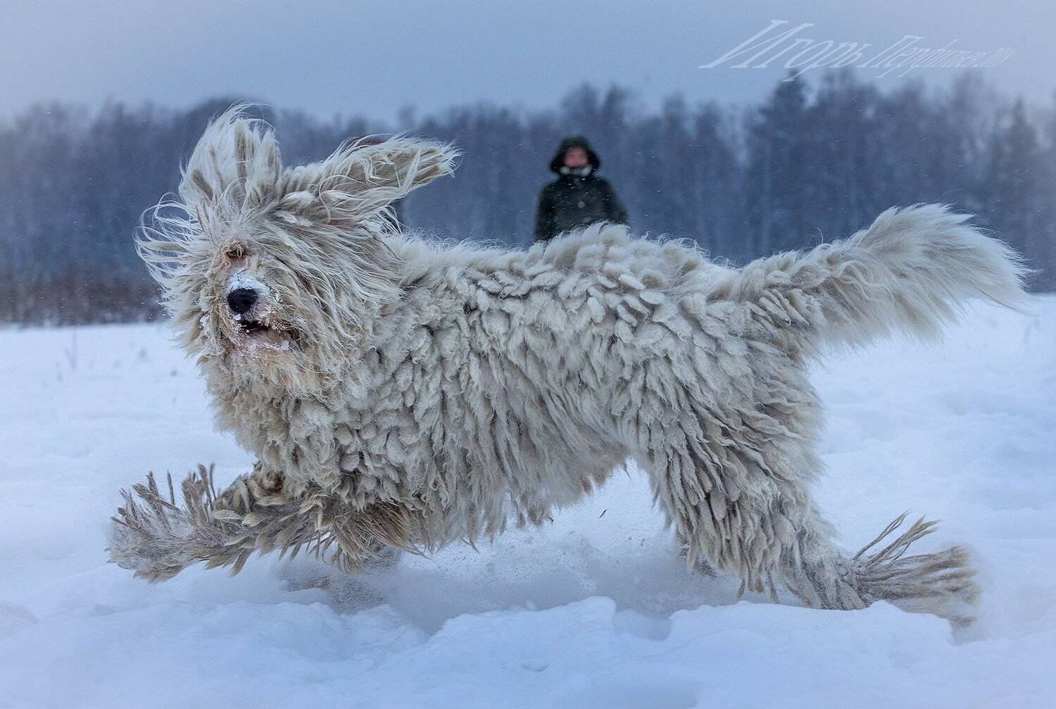 , игорь перфильев