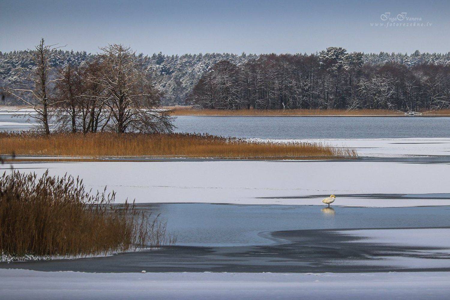 лебединого озера, Инга Иванова