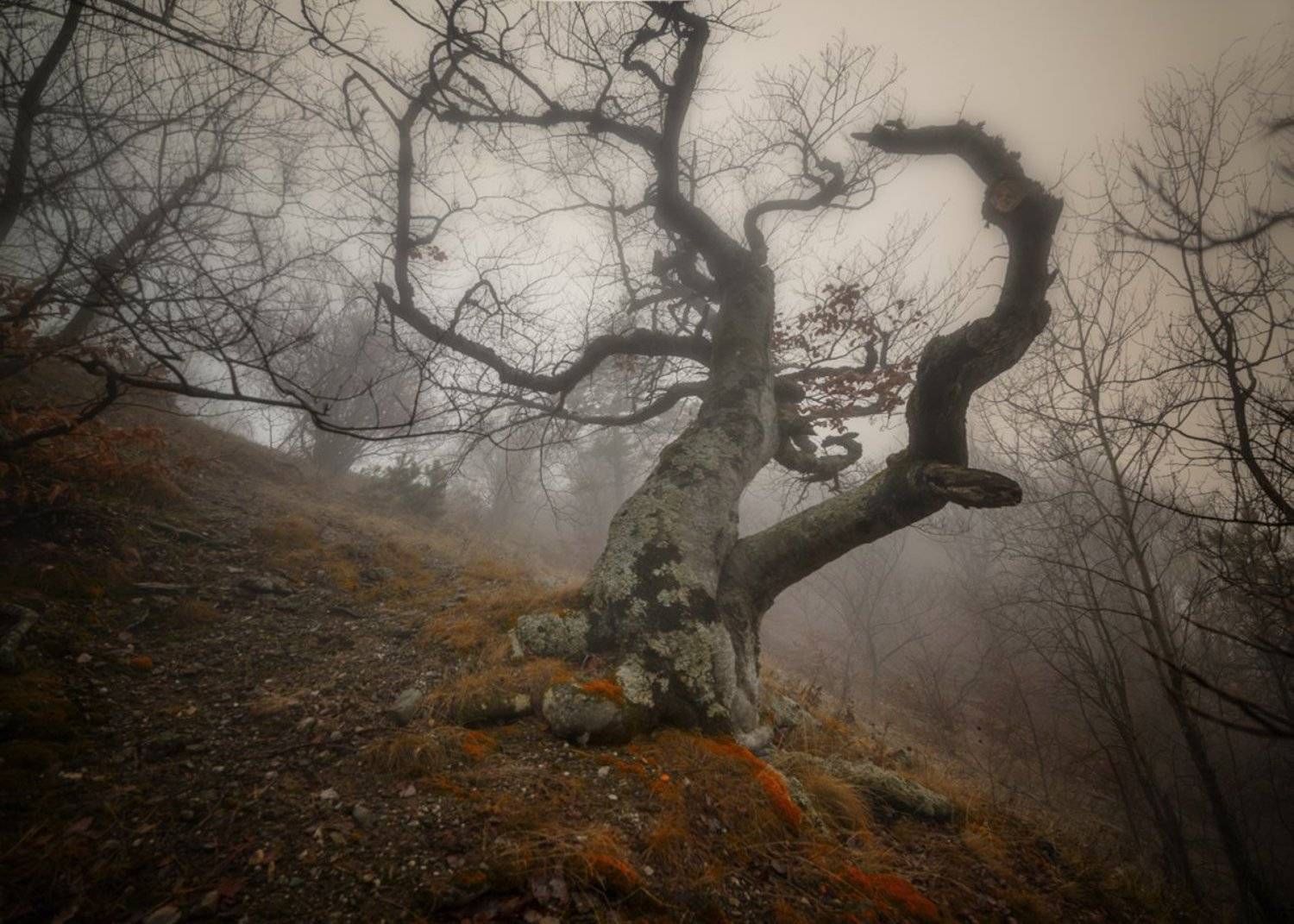 крым,лес,туман,демерджи,гора,природа,пейзаж,осень,фототур,деревья,россия, Elena Pakhalyuk