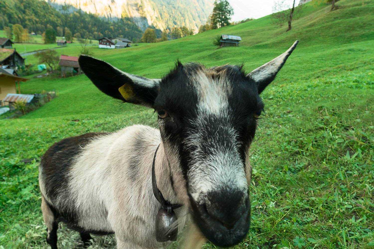 пейзаж, природа, Козел, долина, Лаутенбруннен, Швейцария,, Лариса Николаевна Дука