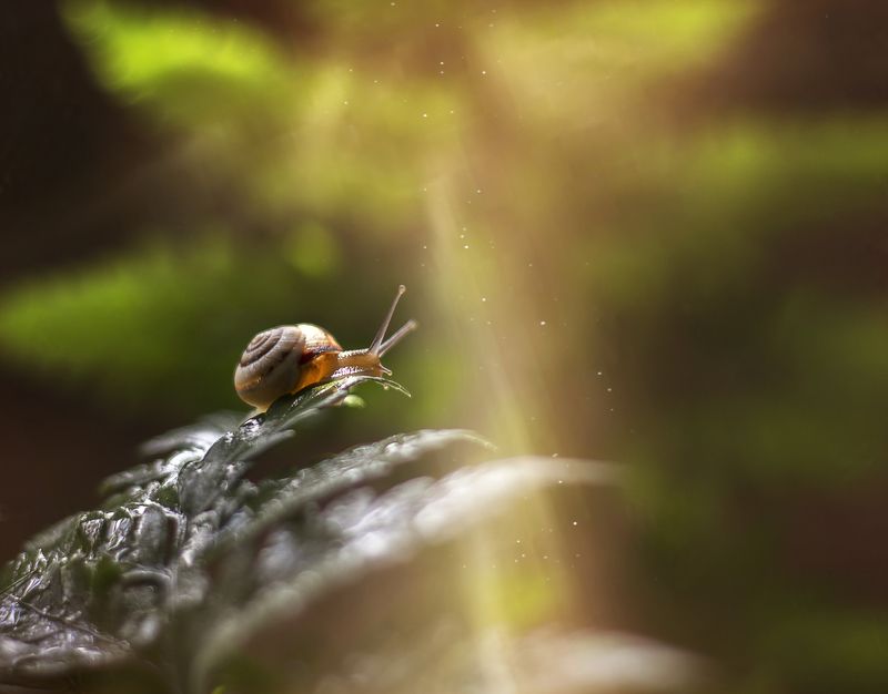 к свету фото превью