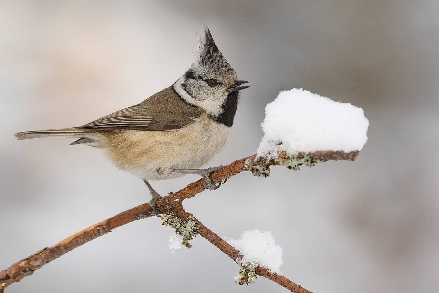 , Елена Давыдова