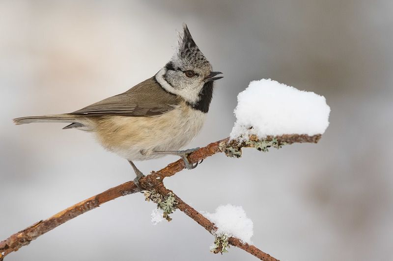 Гренадерка фото превью