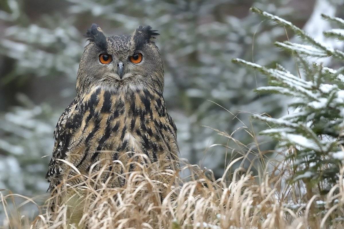 птицы birds, Jaroslav Mego