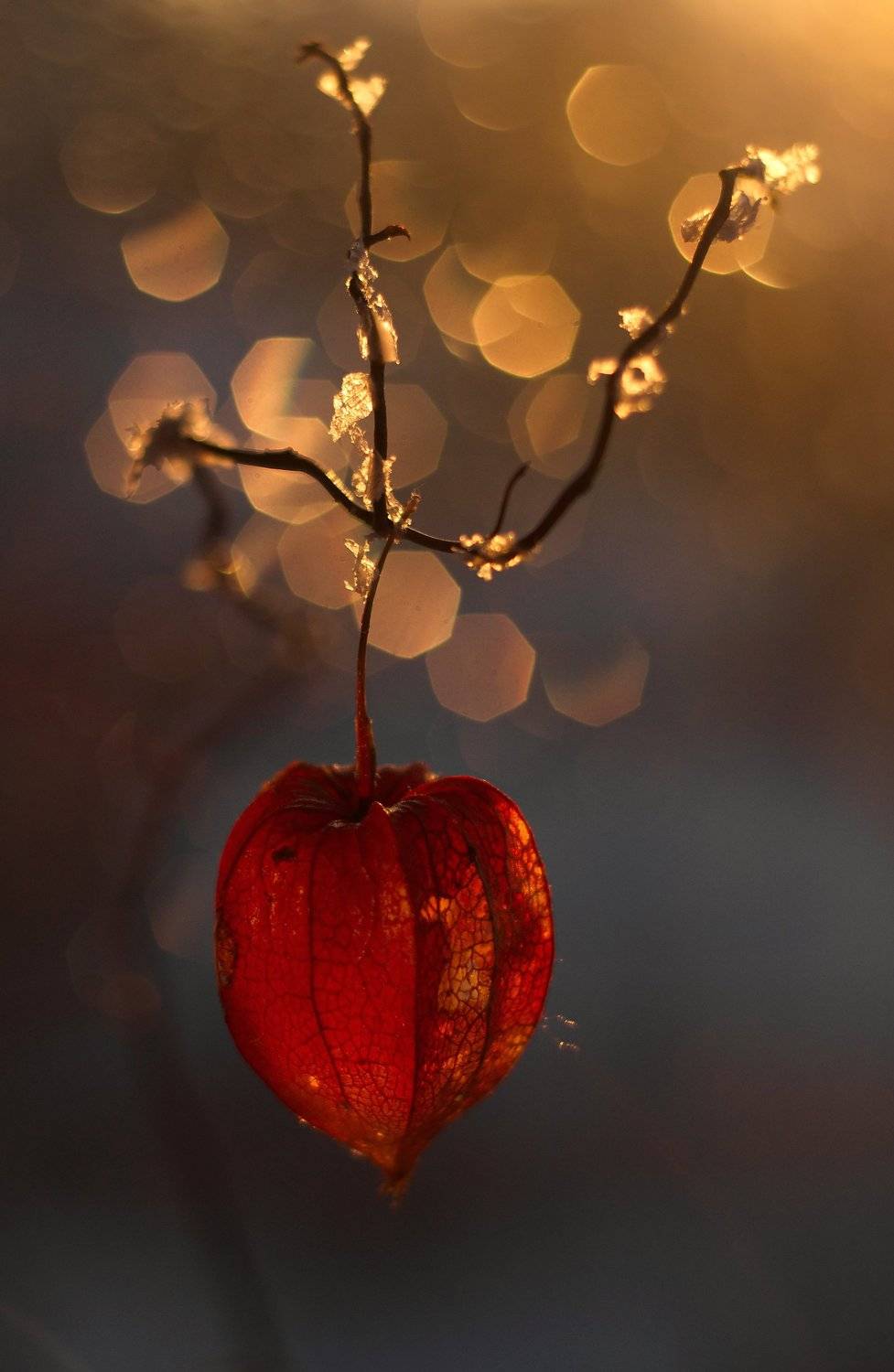 боке физалис ветка, Галина вокальчук
