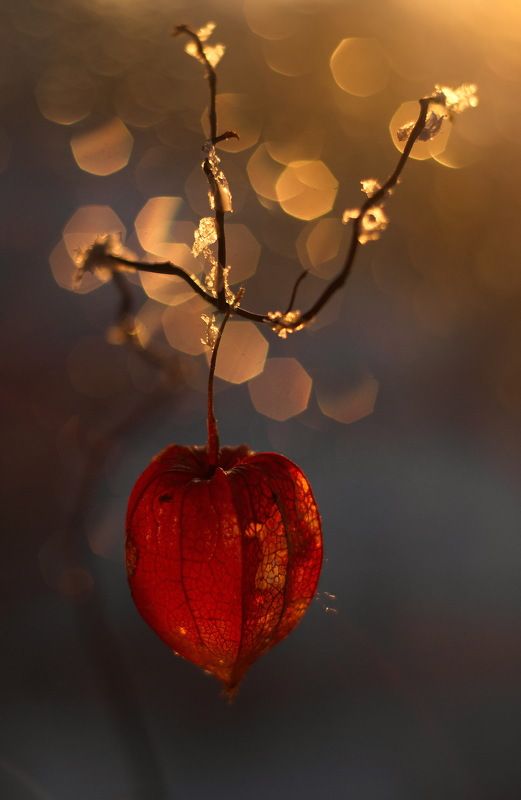 боке физалис ветка Физалис фото превью