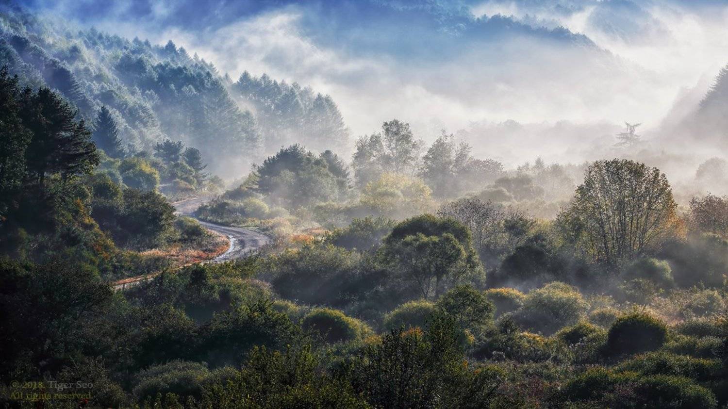 mountain fog misty trees forest morning sunrise landscape Korea, Seo Tiger