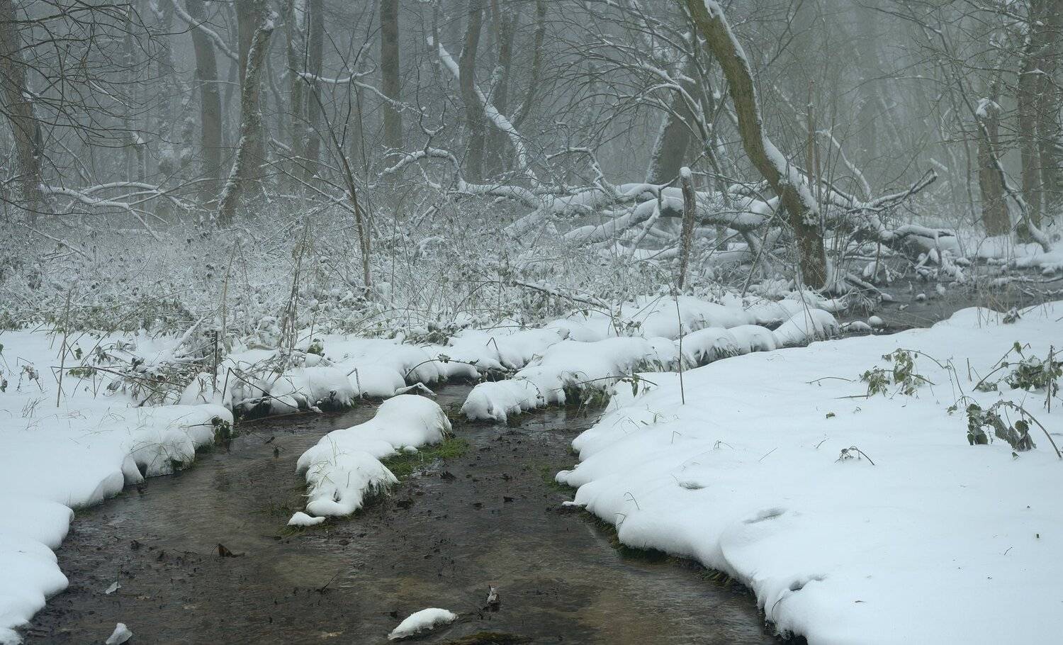зима лес снег утро туман туман, Александр Жарников