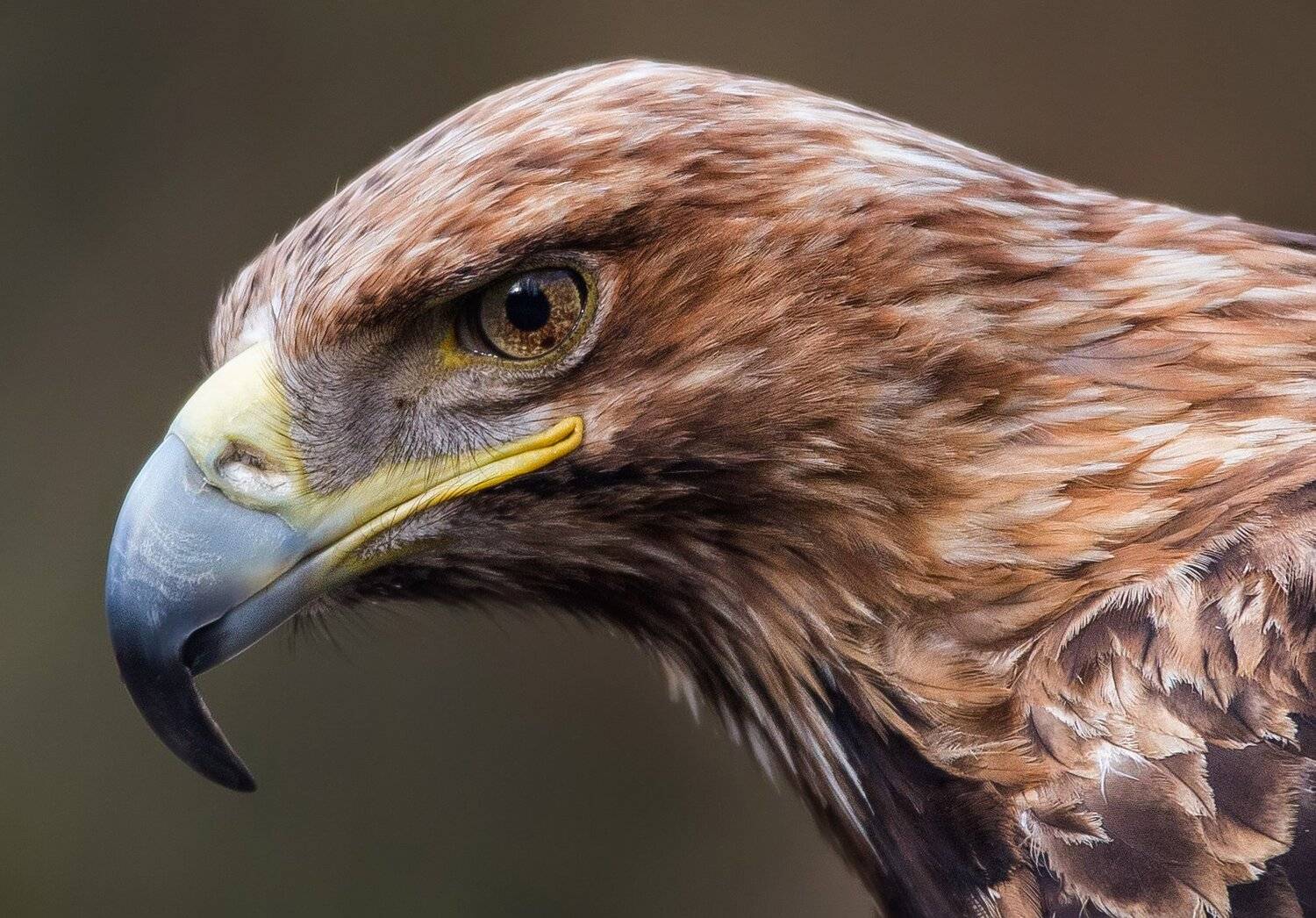 , Павел Сагайдак