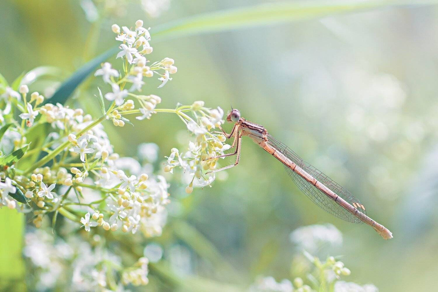 стрекоза,глаза,цвет,свет,лист,насекомое,жук, Юрий Котов