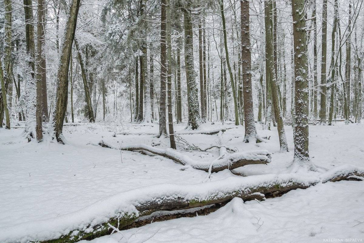 природа,пейзаж, лес, зима, Сипаева Катерина