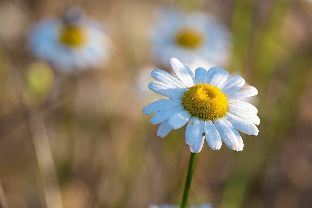 природа, макро, растения, ромашки, лето, солнце, осень, ноябрь, Александр Земляной