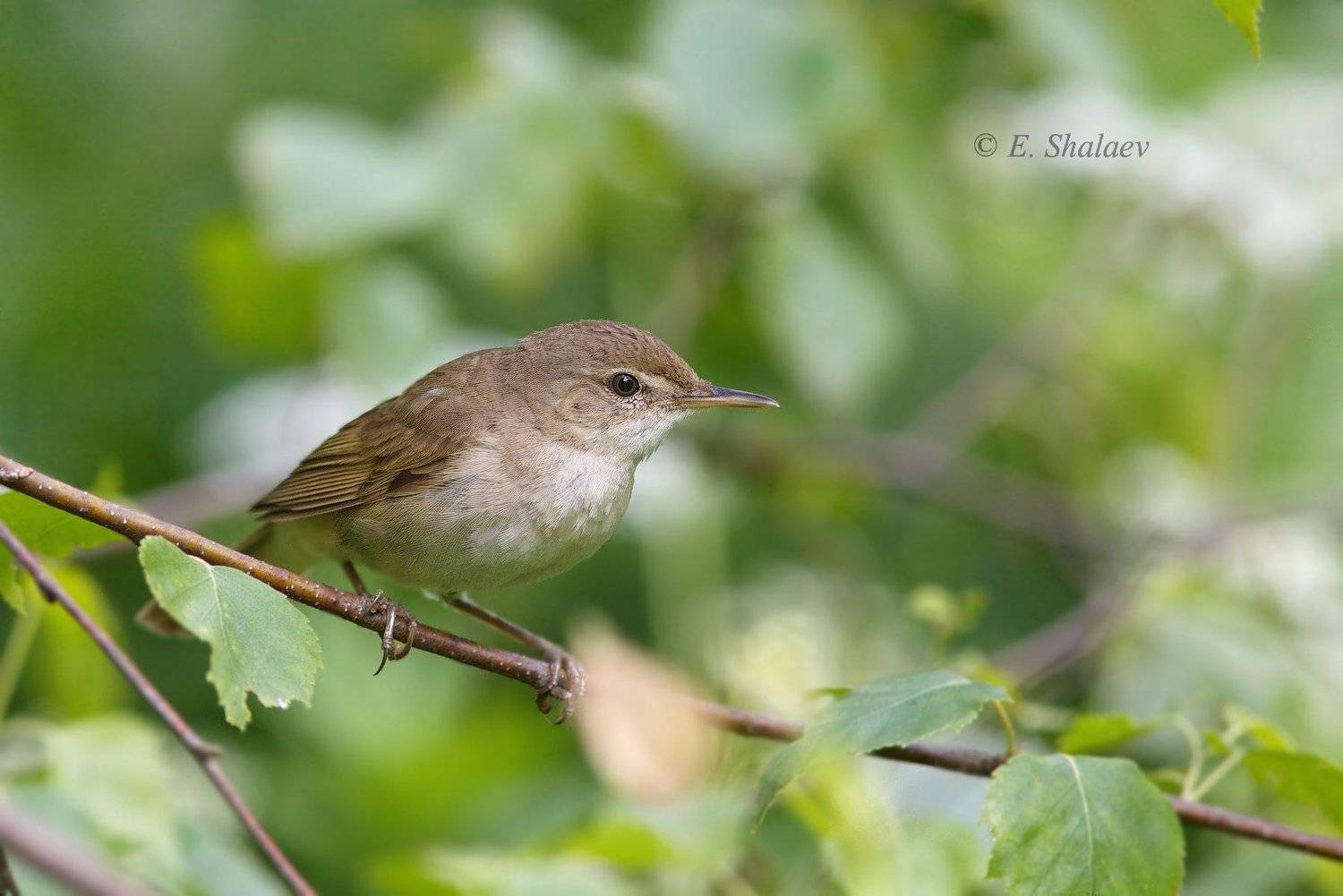 камышевка,птица,птицы,фотоохота,birds,садовая камышовка,acrocephalus dumetorum, Евгений
