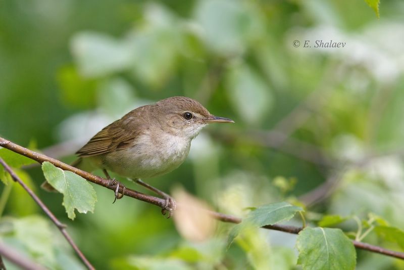 камышевка,птица,птицы,фотоохота,birds,садовая камышовка,acrocephalus dumetorum Носатая фото превью