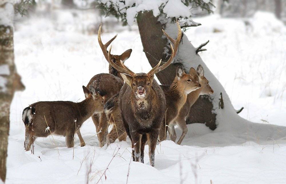 , Михаил Крюков