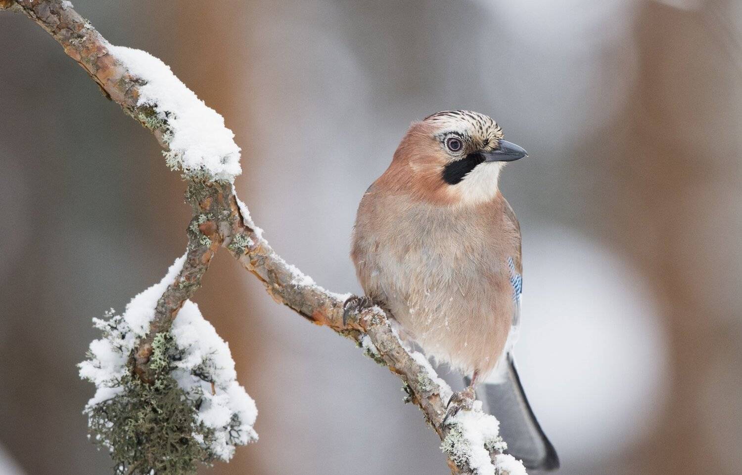 , Юрий Кулаков