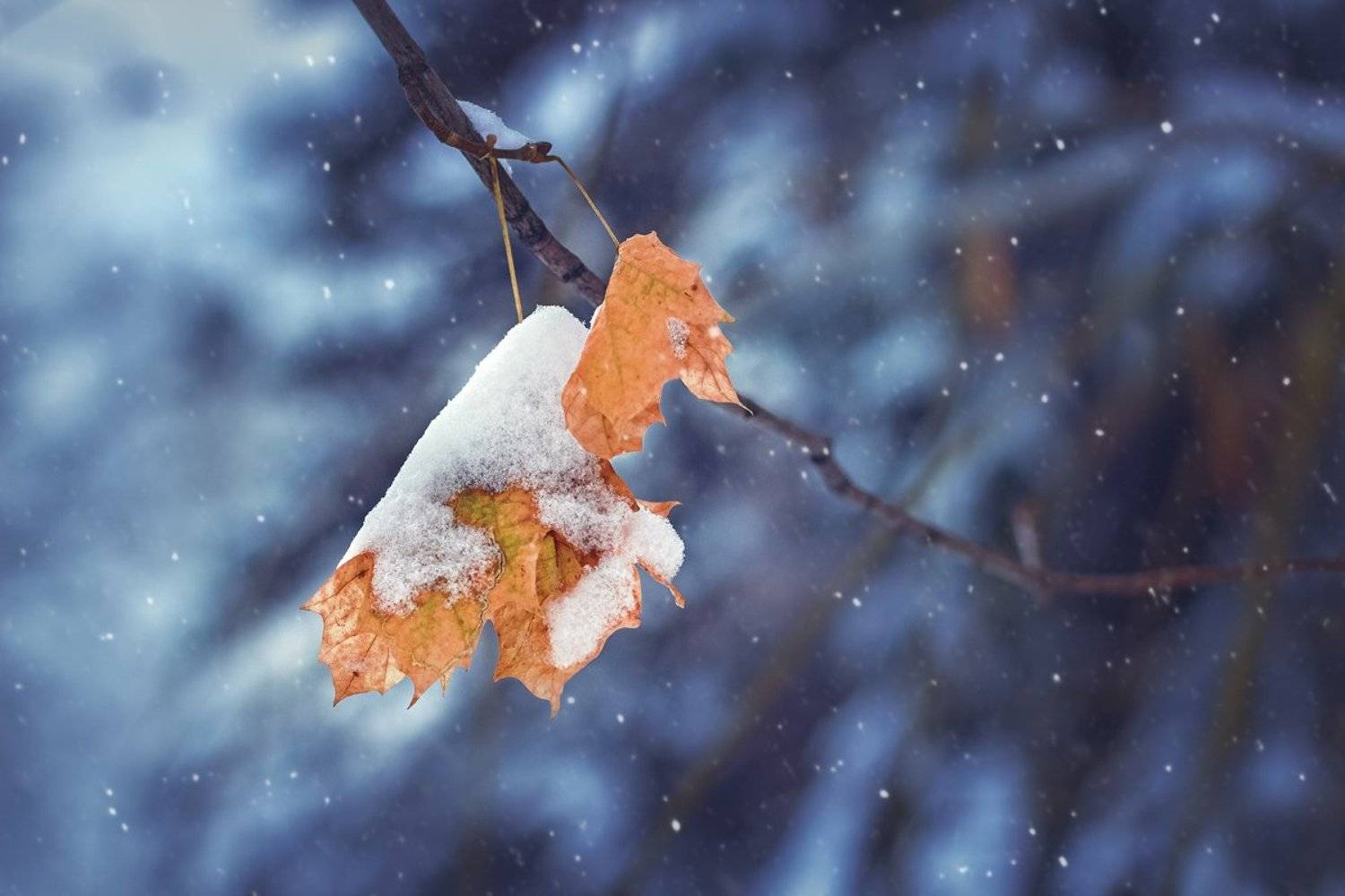 moment, момент, beautiful, красивый, nature, природа, beauty of nature, красота природы, canon 50, leaves, листья, maple, клен, winter, зима, snow, снег, snowy, снежно, blizzard, метель, cold, холодно,, Наталья Терентьева