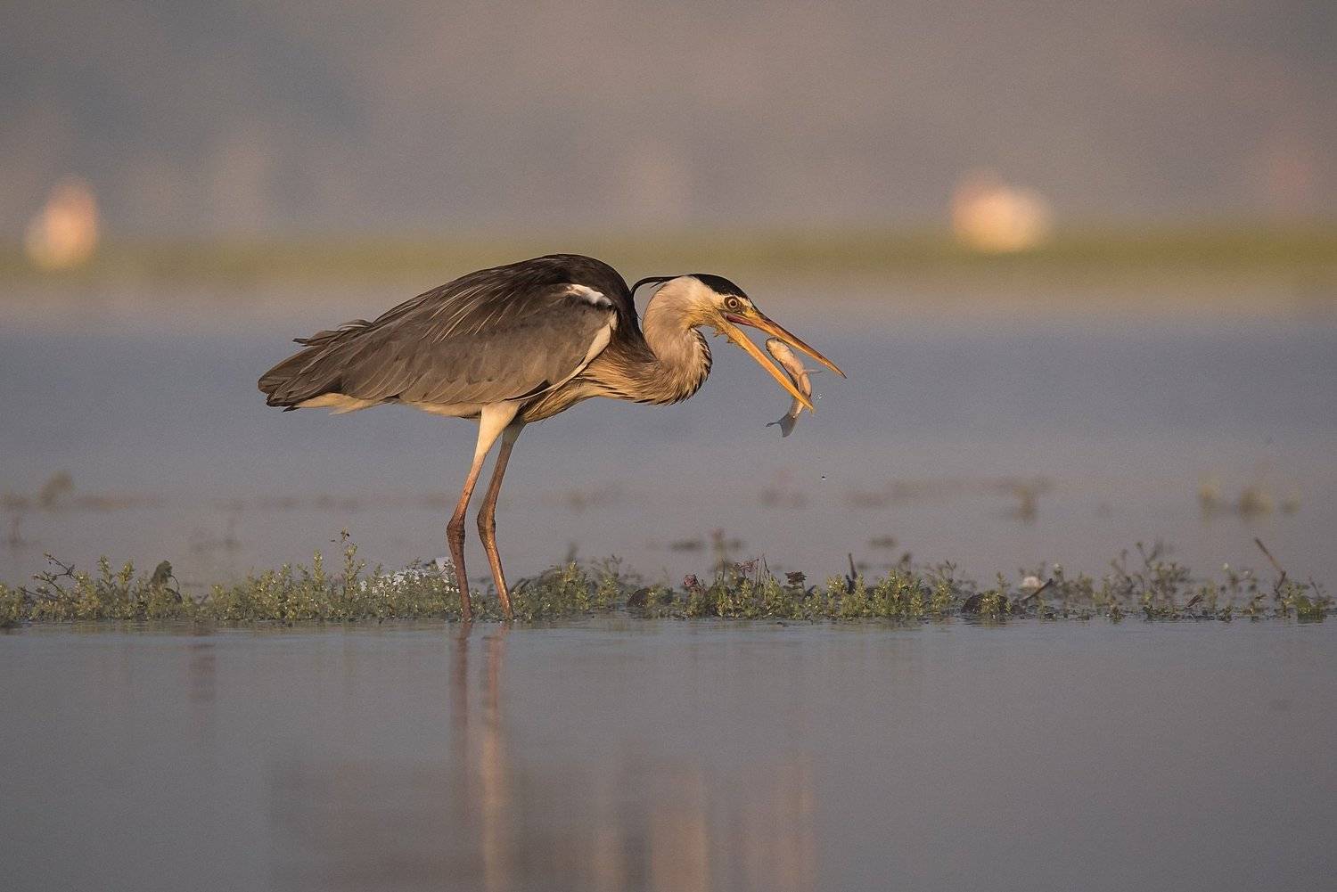 , Мартин Попов