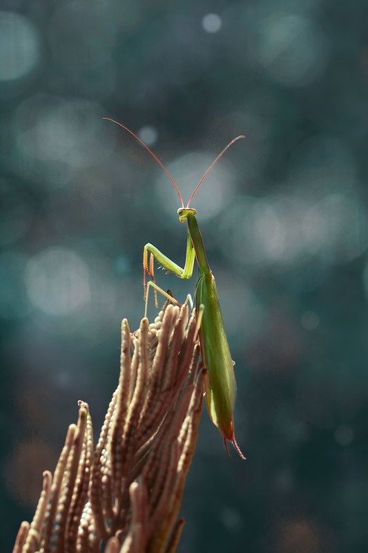 макро, богомол, природа  фото превью