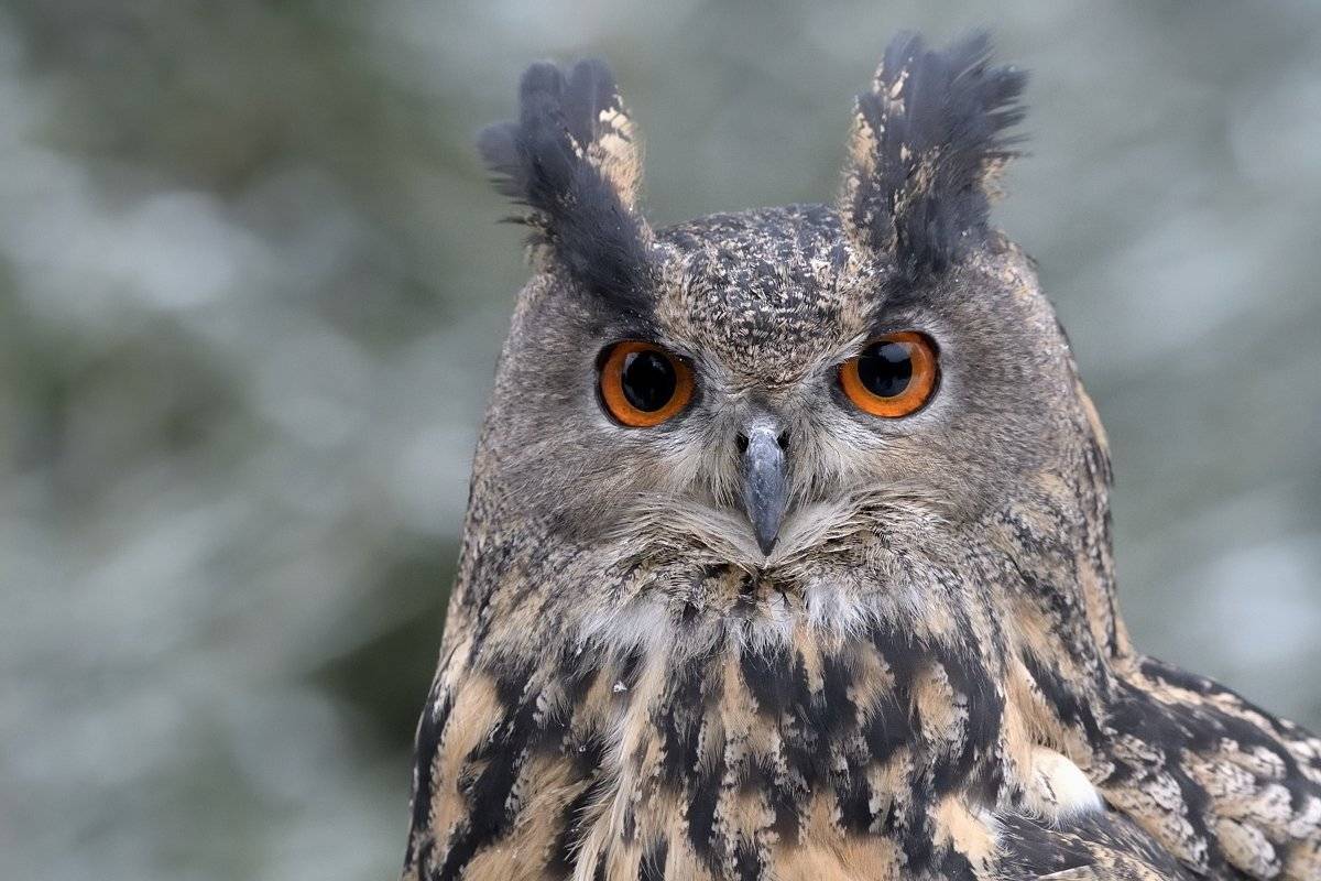 птицы birds, Jaroslav Mego