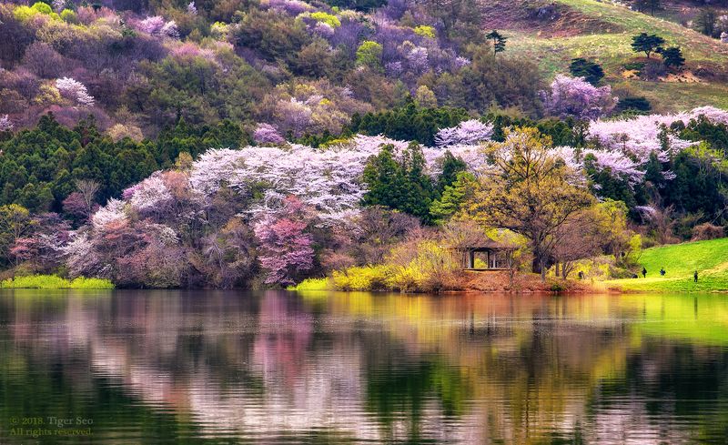 flower mountain trees water waterside reflection spring Korea landscape color of mountain фото превью