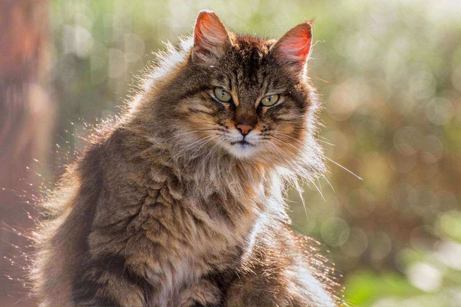 кошка, декабрь, утро, Людмила Бекман