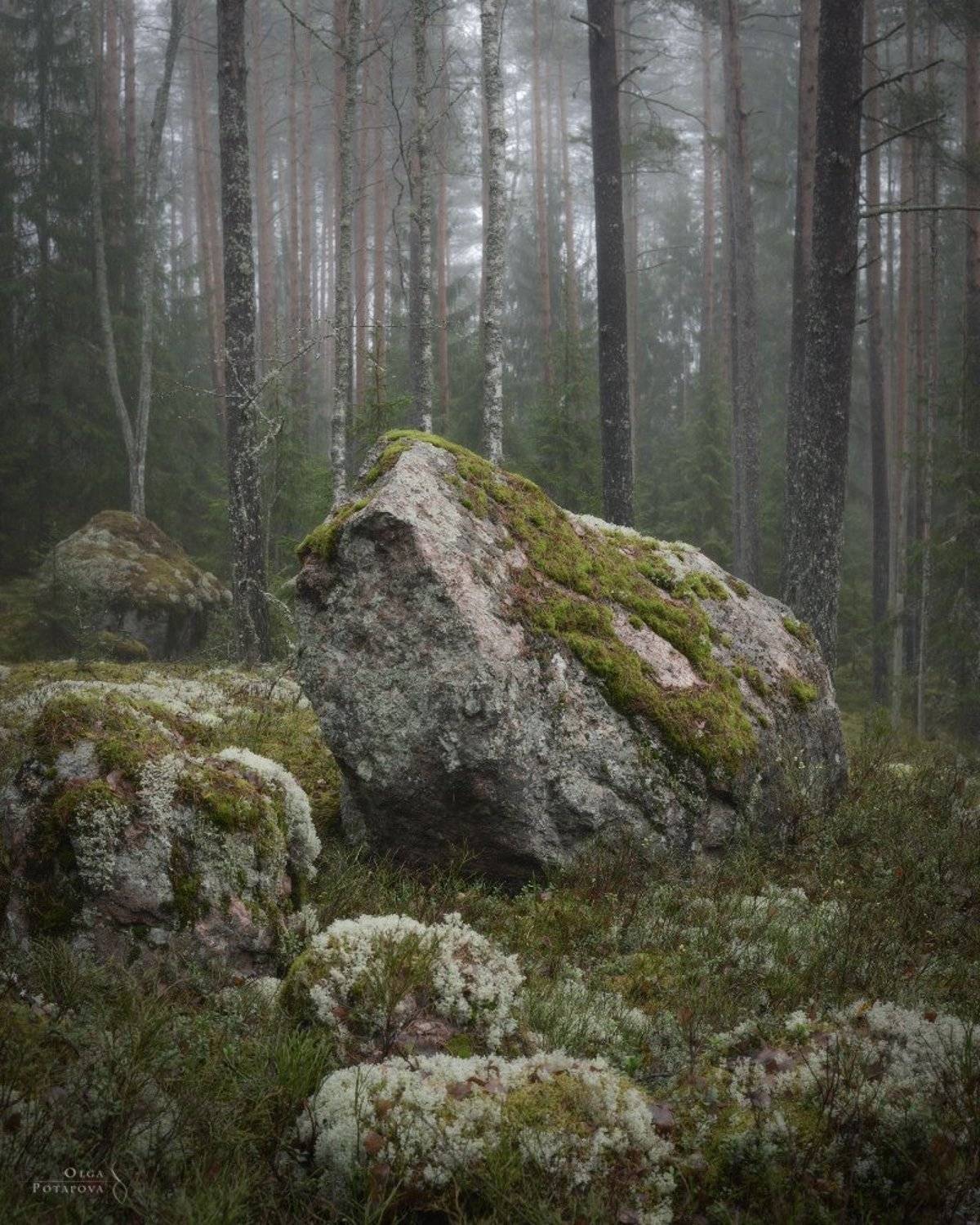 ленинградская область, туман, выборгский район, гвардейское, лес, тайга, чаща, камни, карельский перешеек, Степаненко Ольга