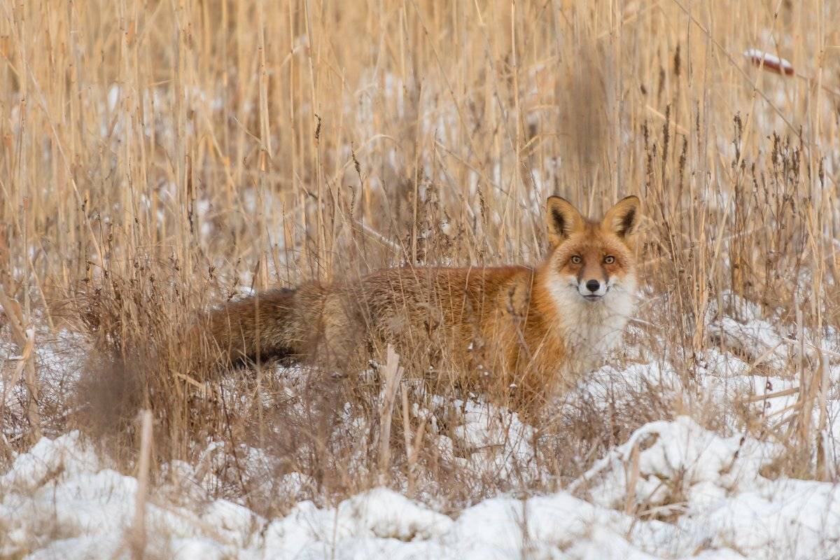 , Александр Абросимов