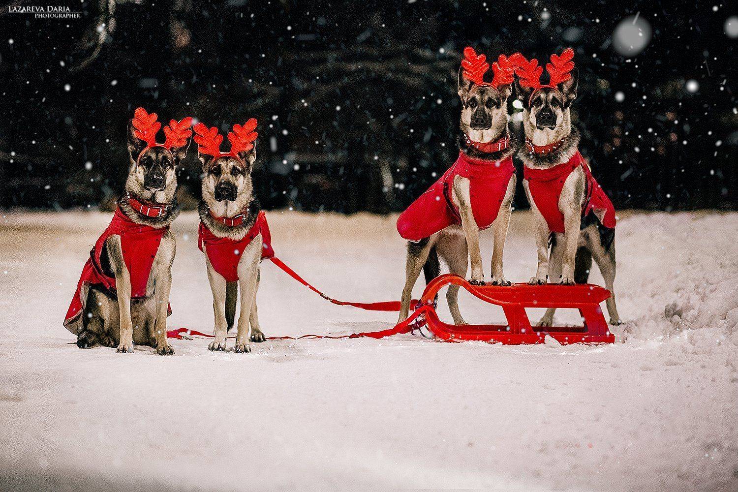 собака, природа, зима, овчарка, ночь,новый год, Дарья Лазарева