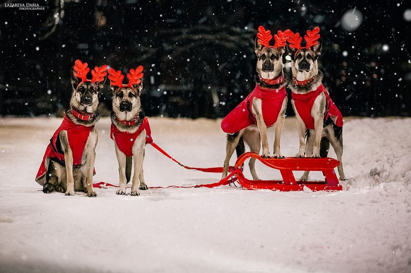 собака, природа, зима, овчарка, ночь,новый год Помощники Деда Мороза фото превью