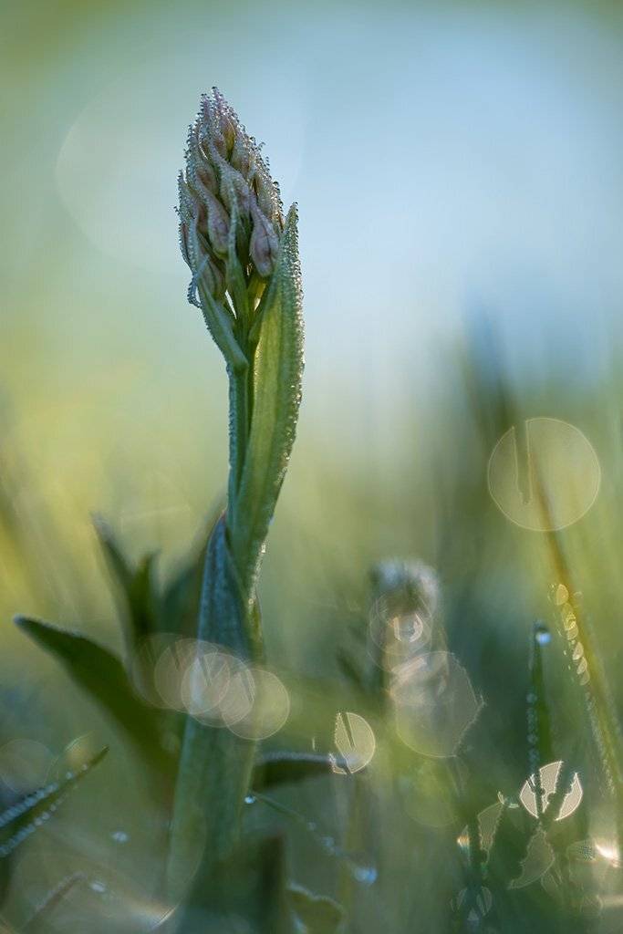 осень, цветы, орхидные, ятрышник, утро, капли, роса, Александр Земляной