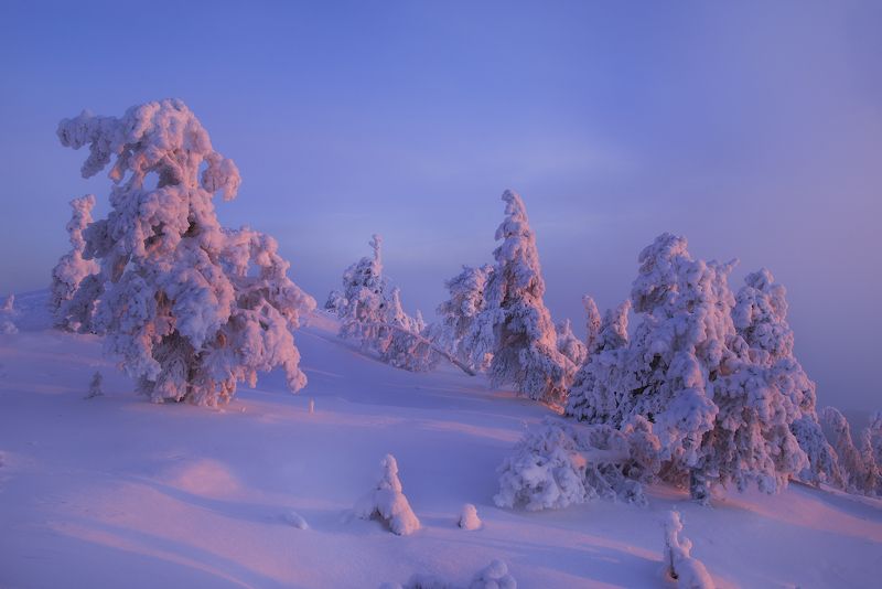 Сахарная вата. фото превью