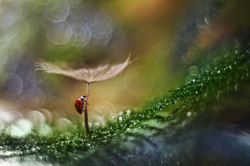 ... фото превью