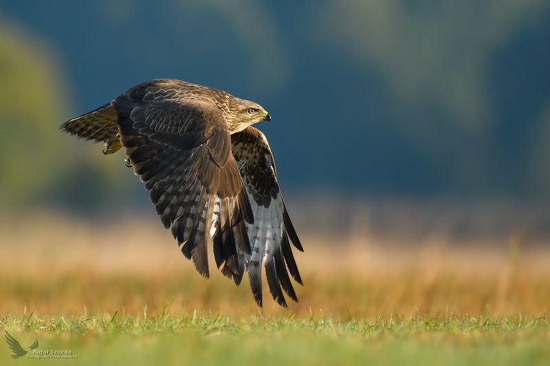 Myszołów, Common Buzzard (Buteo buteo) ... фото превью