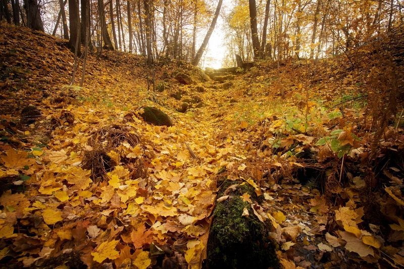 Ручей засыпанный листвой фото превью
