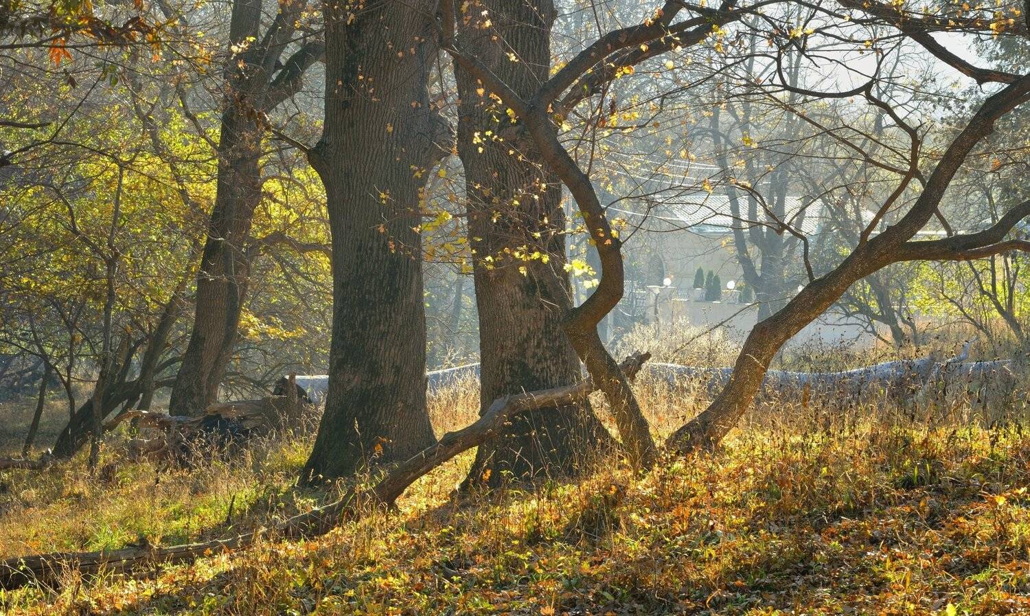 осень утро роща дуб, Александр Жарников