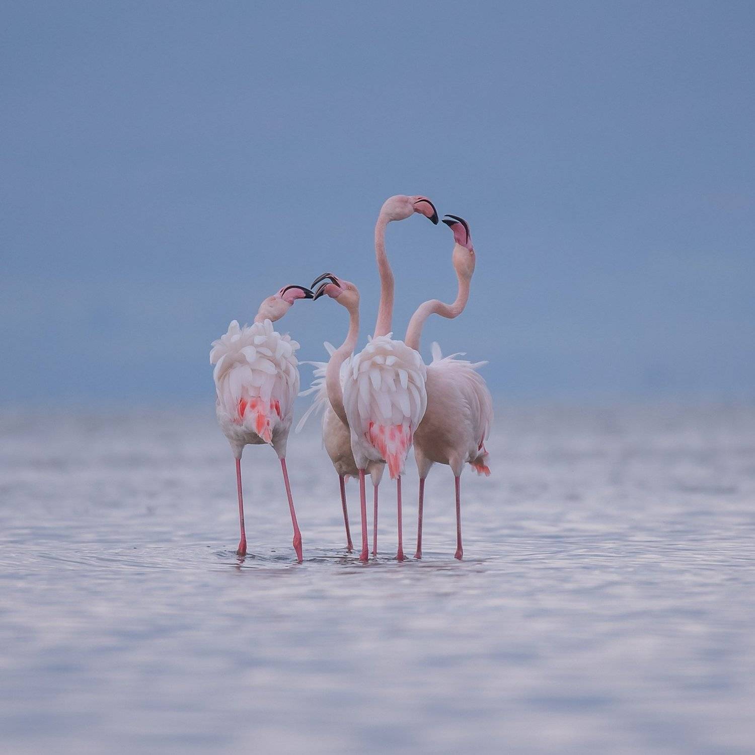 , Мартин Попов