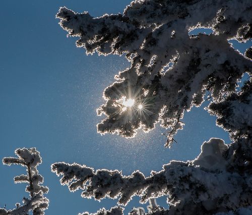 Pro Новогодние бокешки