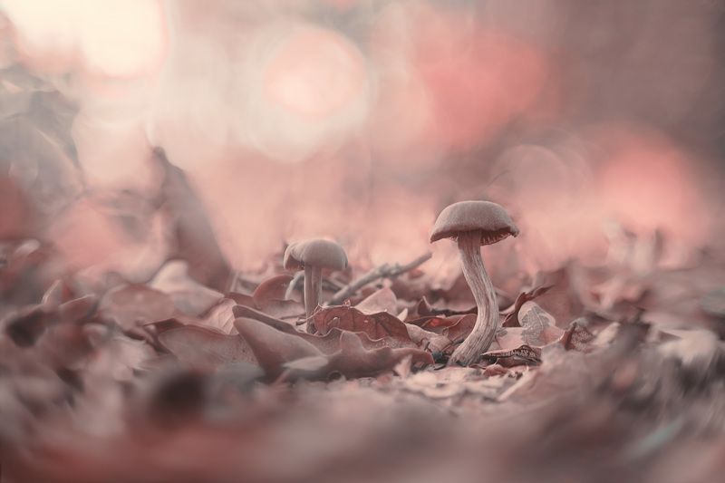 macro, mushroom, forest, nature, small, autumn Hallucination фото превью