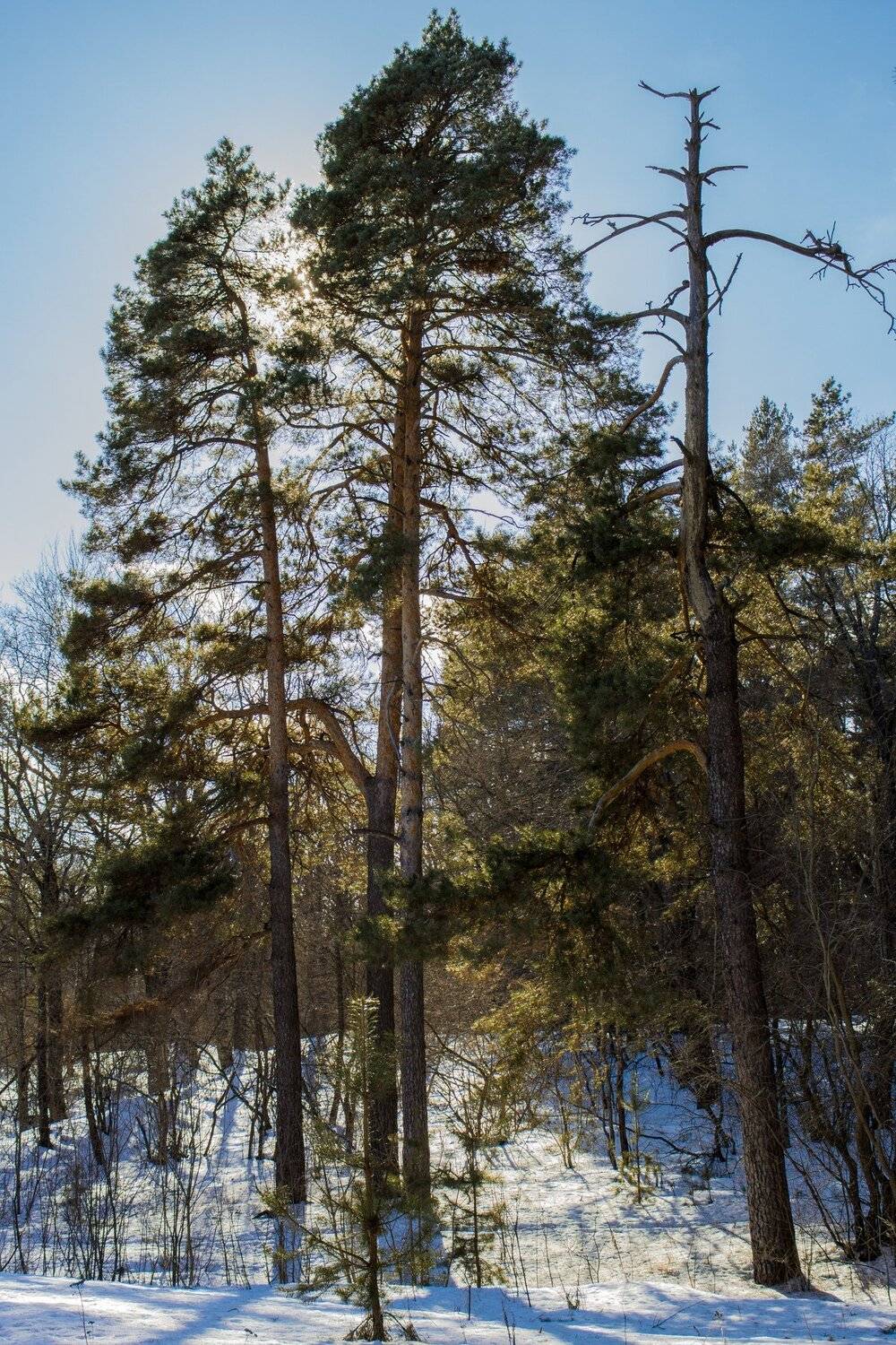 зима, лес, Руслан Востриков