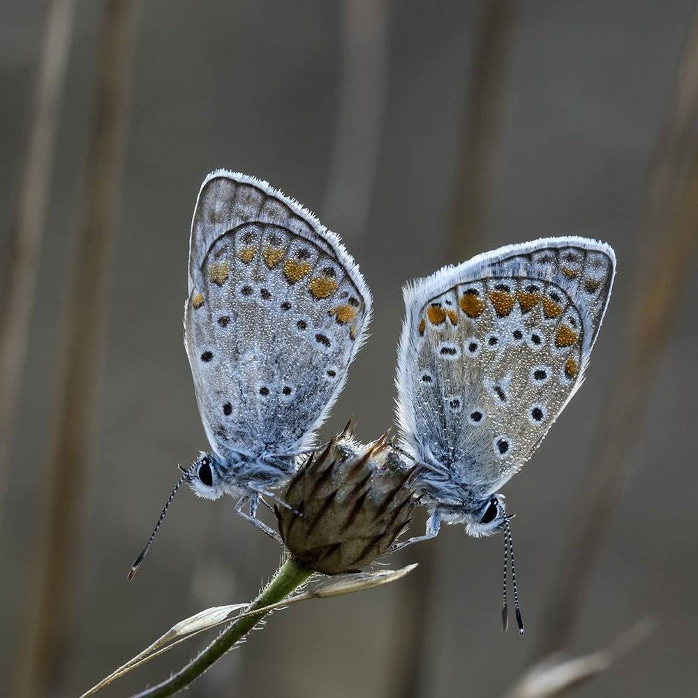 макро, насекомые, бабочки, голубянки, Александр Земляной
